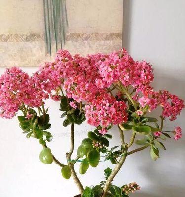 揭秘以长寿花摘心的含义（一种古老而神秘的仪式）