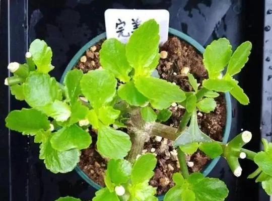 揭秘以长寿花摘心的含义（一种古老而神秘的仪式）