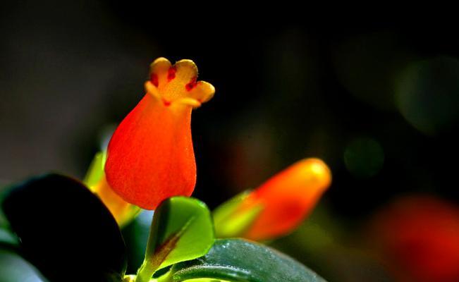 金鱼花花语探秘（美丽多彩的花语世界）