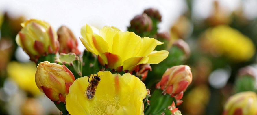 仙人掌的花语(揭示仙人掌花朵所传达的秘密)