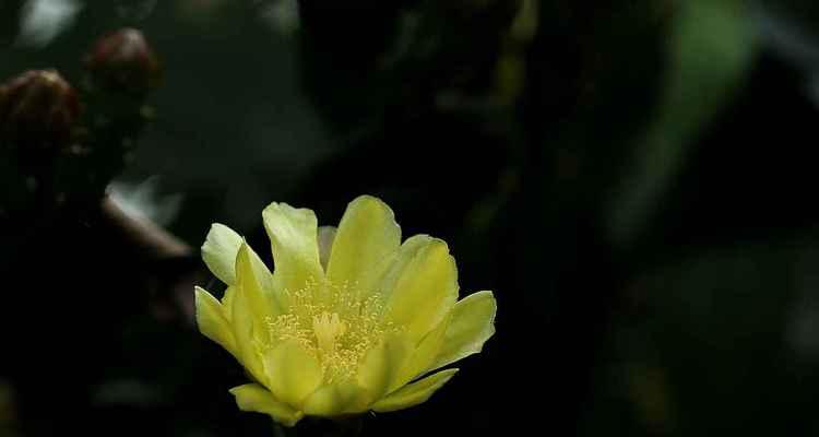 仙人掌的花语（揭示仙人掌花朵所传达的秘密）