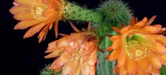 仙人掌的花语（揭示仙人掌花朵所传达的秘密）