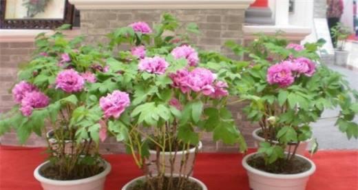 养牡丹需注意的要点（打造美丽花园）