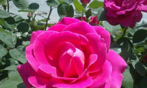 养牡丹需注意的要点（打造美丽花园）