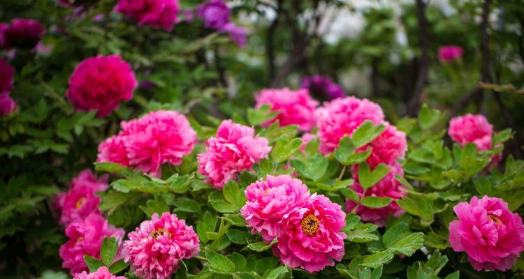 养牡丹需注意的要点（打造美丽花园）