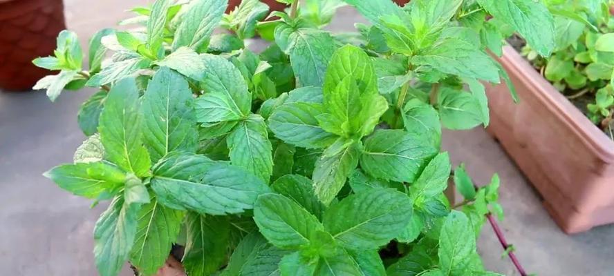 薄荷扦插繁殖可行吗?如何正确进行薄荷扦插?