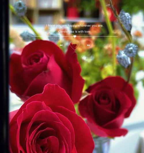 粉红色玫瑰花的代表意义（探索粉红色玫瑰花的浪漫与温柔）