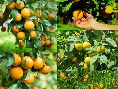 金桔什么时候采摘最好？收获季节有哪些注意事项？