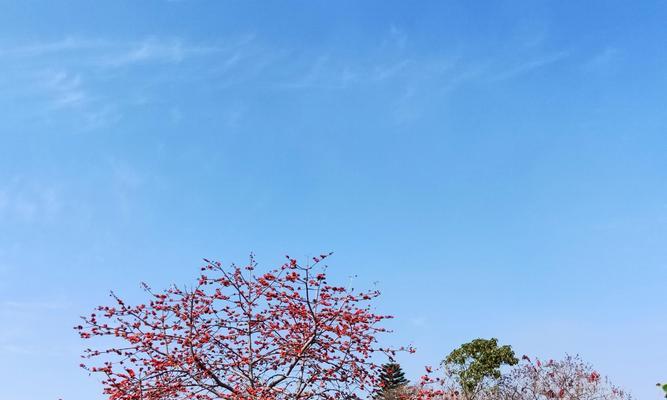 木棉花语（探索木棉花的花语与意义）