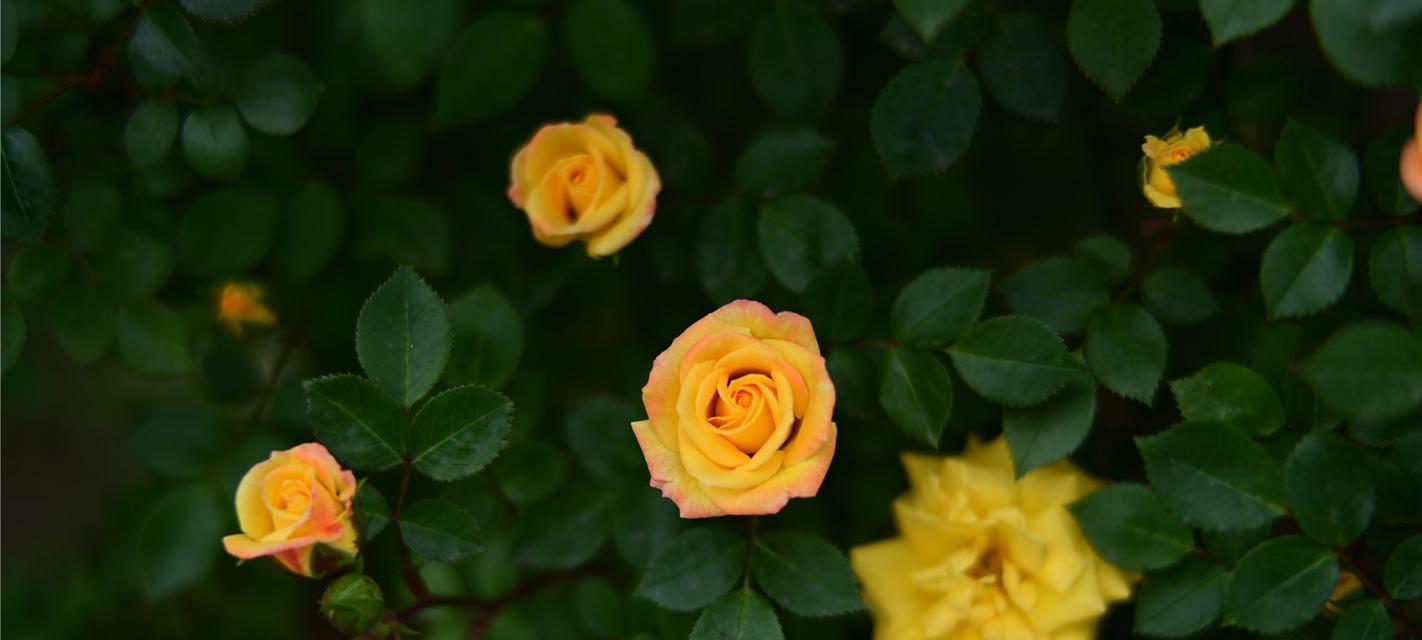 以向日葵代表希望（探索希望的力量与意义）