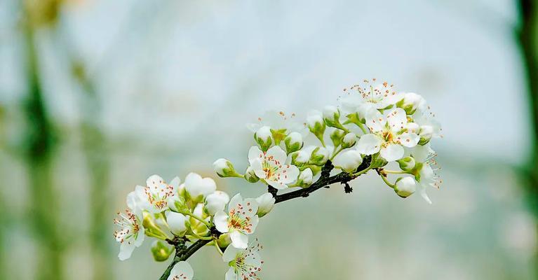 白色桃花的花语（春天里的纯洁与祝福）