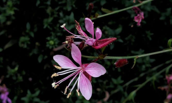白色桃花的花语（春天里的纯洁与祝福）