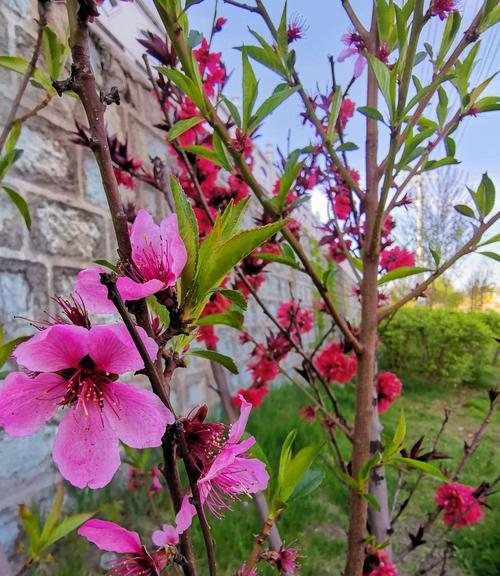 白色桃花的花语（春天里的纯洁与祝福）