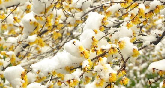 腊梅花花语及其美丽寓意(腊梅花的花语解读及与人生的关联)