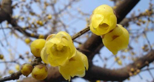 腊梅花花语及其美丽寓意（腊梅花的花语解读及与人生的关联）