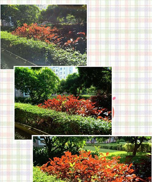 红背桂花的意义与传承（探寻红背桂花的历史和文化底蕴）