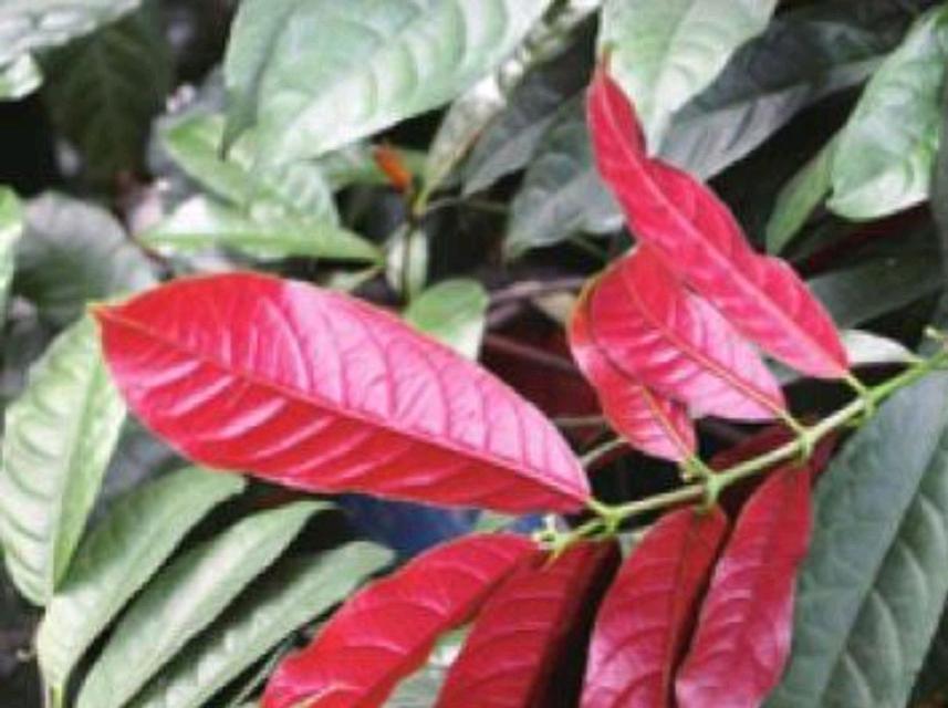 红背桂花的意义与传承（探寻红背桂花的历史和文化底蕴）