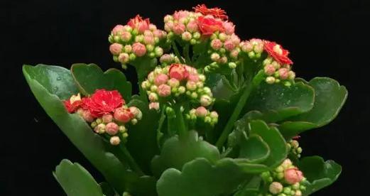 长寿花是什么样子的？如何辨认长寿花的特征？