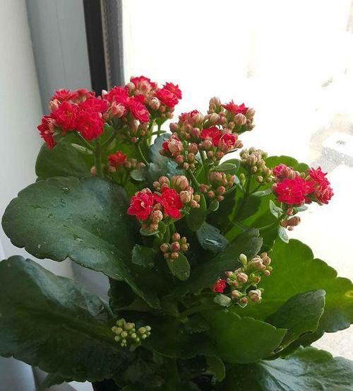长寿花是什么样子的？如何辨认长寿花的特征？