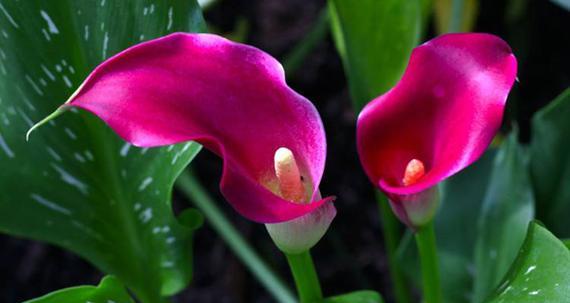 千瓣莲的花语（探寻千瓣莲花所传达的意义）