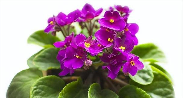 千瓣莲的花语（探寻千瓣莲花所传达的意义）