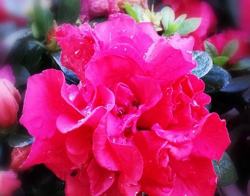 红色杜鹃花的寓意及象征意义（杜鹃花）