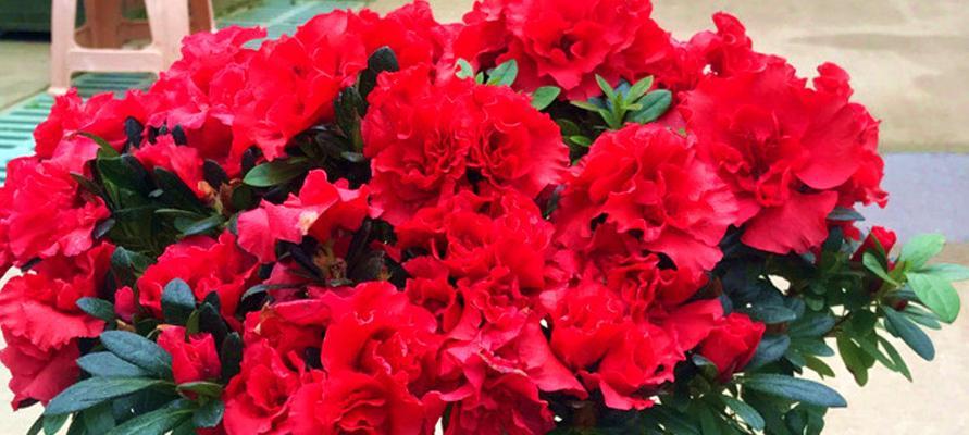 红色杜鹃花的寓意及象征意义（杜鹃花）