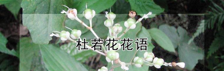 杜鹃花（探索杜鹃花的花语）
