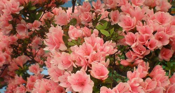 杜鹃花（探索杜鹃花的花语）