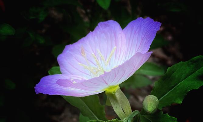 待霄草花语(待霄草花语——梦中的盛开与希望)