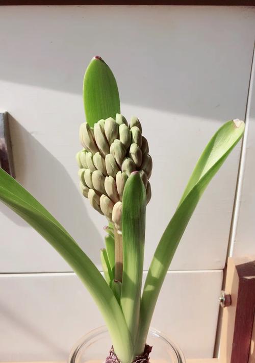 洋葱开花的奇特景象与寓意(探秘洋葱开花的形态和象征意义)