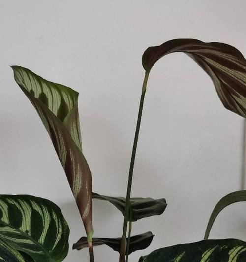 孔雀竹芋水养可行吗?如何正确进行水培? 孔雀竹芋水养可行吗?如何正确进行水培?