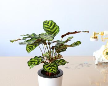 孔雀竹芋水养可行吗?如何正确进行水培? 孔雀竹芋水养可行吗?如何正确进行水培?
