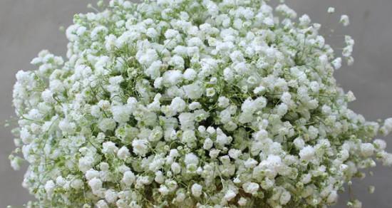 满天星花语(探索满天星的花语及背后的神秘故事)