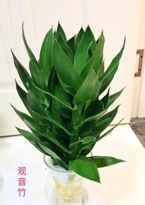 观音竹的花语是什么？它象征着什么寓意？