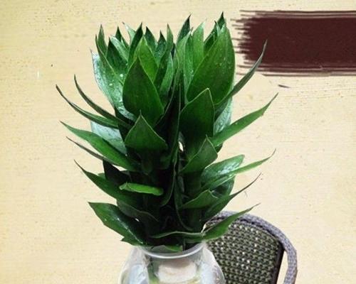 观音竹的花语是什么？它象征着什么寓意？