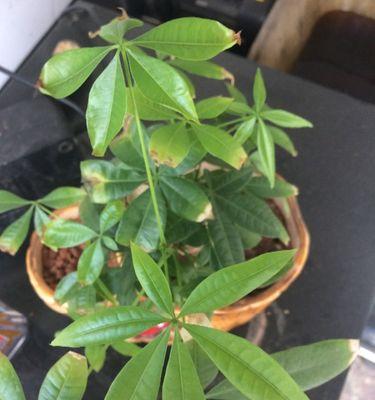 小发财树叶尖干枯了怎么办?如何有效处理和预防?