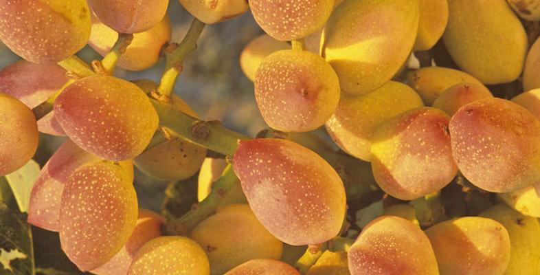 开心果还有哪些别称？了解开心果的其他名字！