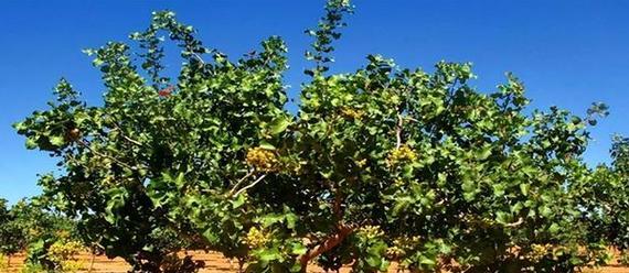 开心果还有哪些别称？了解开心果的其他名字！