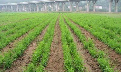 柴胡生长环境条件是什么？柴胡有哪些生长特点？