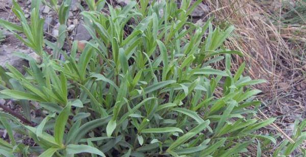 柴胡生长环境条件是什么？柴胡有哪些生长特点？