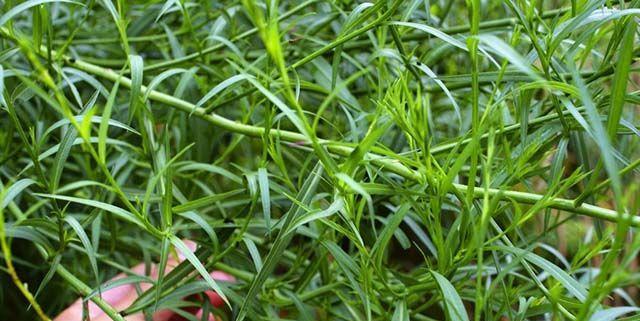 柴胡生长环境条件是什么？柴胡有哪些生长特点？