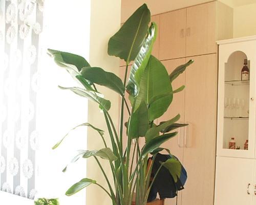 鹤望兰能吸收甲醛吗?净化空气的效果如何?