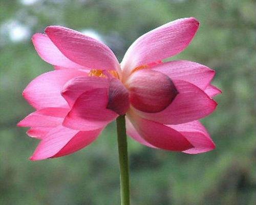 以并蒂莲花为主题的文章（和谐共生）