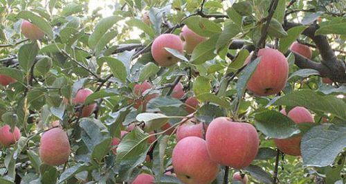 种植苹果树几年能挂果？苹果结果周期是多久？