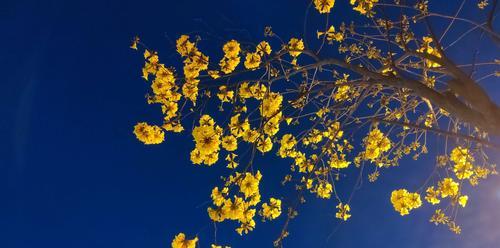 黄风铃的寓意与象征(传承千年的祈福与希望)