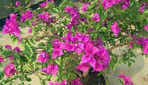 三角梅会结果实吗？如何促进三角梅结果？