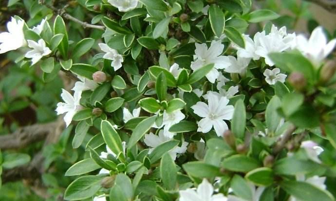 六月雪的花语（探寻六月雪花的神秘语言）