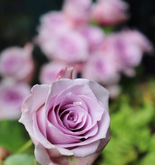 《海洋之歌(探寻玫瑰花语在《海洋之歌》中的意义与表达)