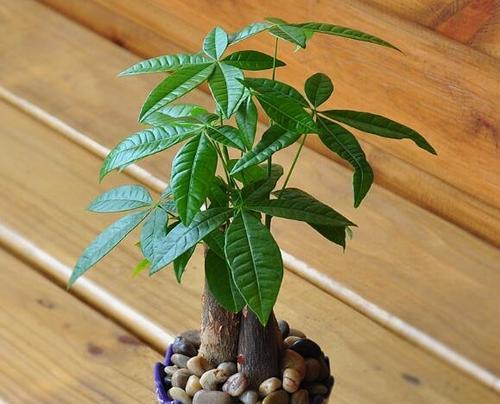象征节节高升的植物有哪些？它们的寓意和特点是什么？